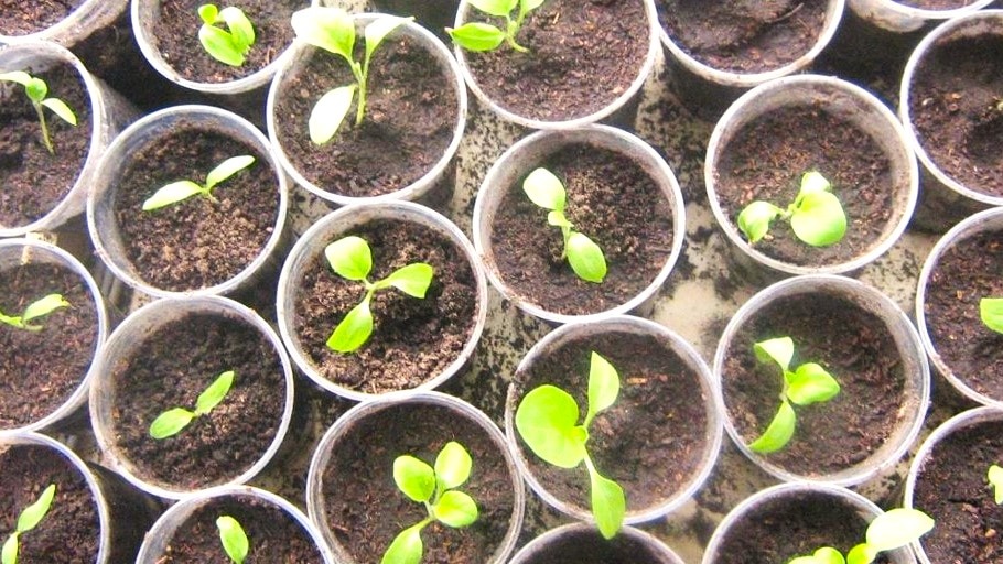 Когда сажать баклажаны на рассаду в феврале