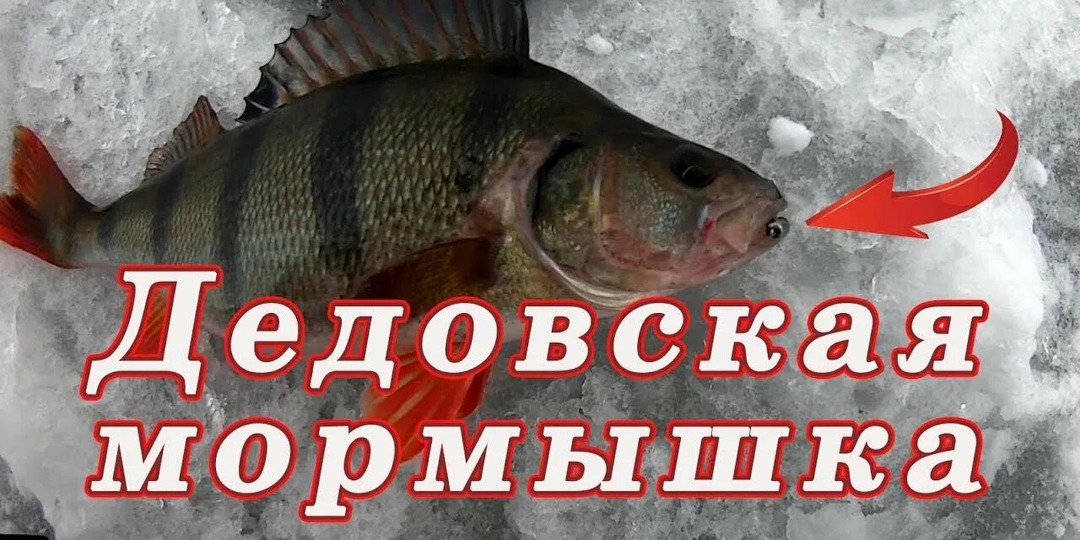 Забытый дедовский метод: как на мормышку без мотора натаскать ведро окуня