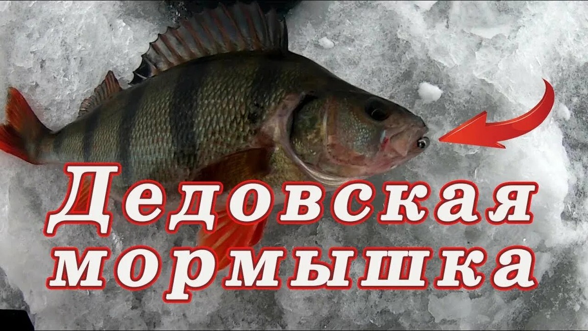 Ловля окуня