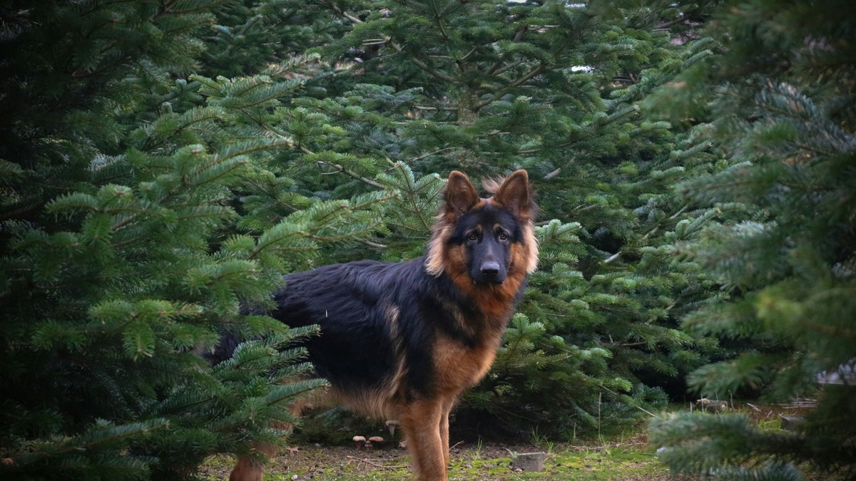    Чепрачный окрас и его вариации — самые популярные расцветки немецких овчарок
