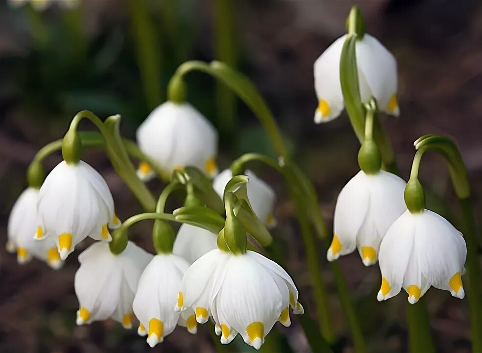 Белоцветник