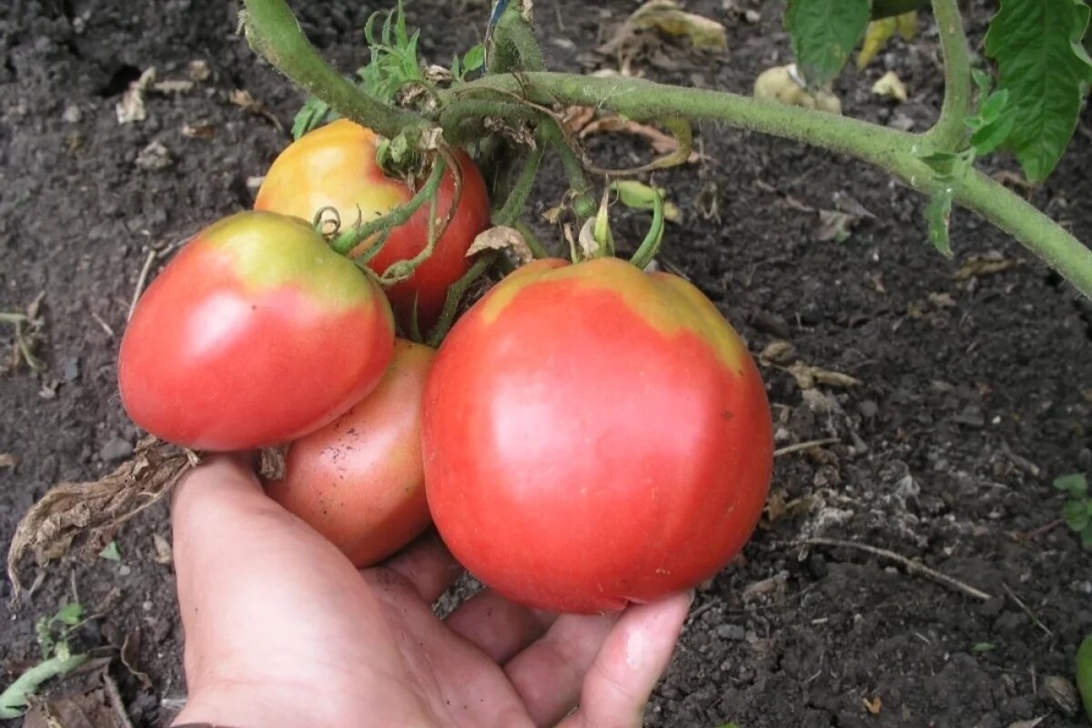    Розовый фламинго — крупноплодный салатный томат с нежной розовой кожицей и мясистой сладковатой мякотью.