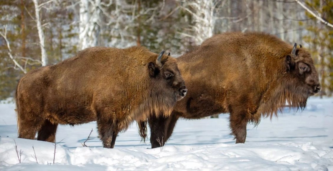    Фото: Минприроды Республики Башкортостан