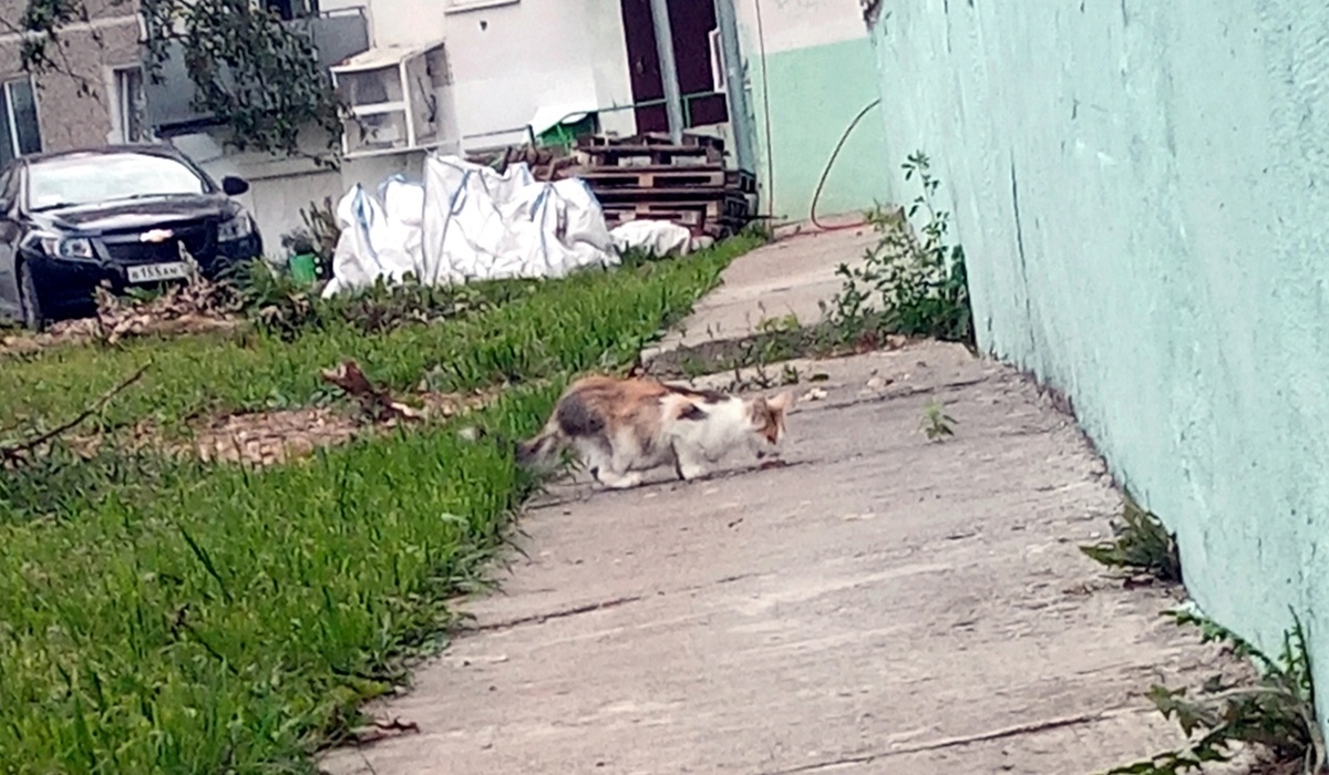 Маленькая Муся была изгоем среди уличных сородичей