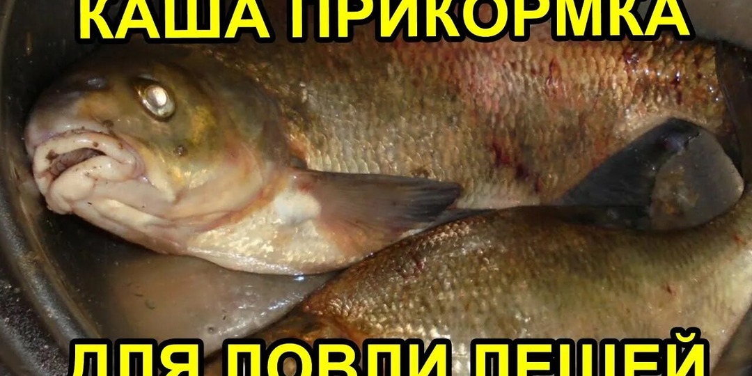 Как я прикормил леща манной кашей с чесноком и что из этого вышло