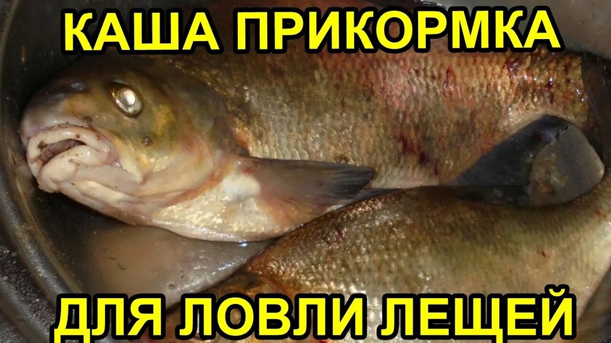 прикормка на леща