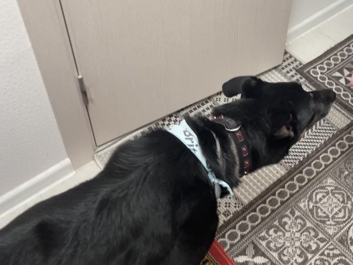 На этом фото очень хорошо виден этот ошейник. Тут я в день, когда впервые оказался дома!