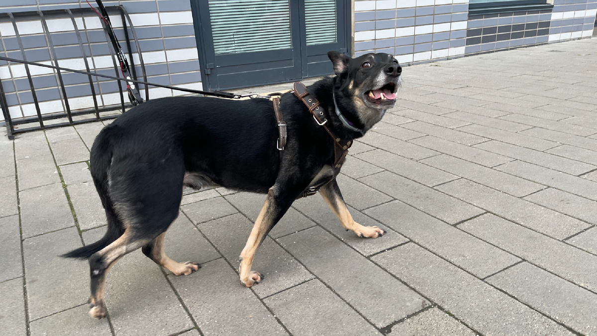 А вот тут я уже в шлейке, в которой гуляю постоянно 😊