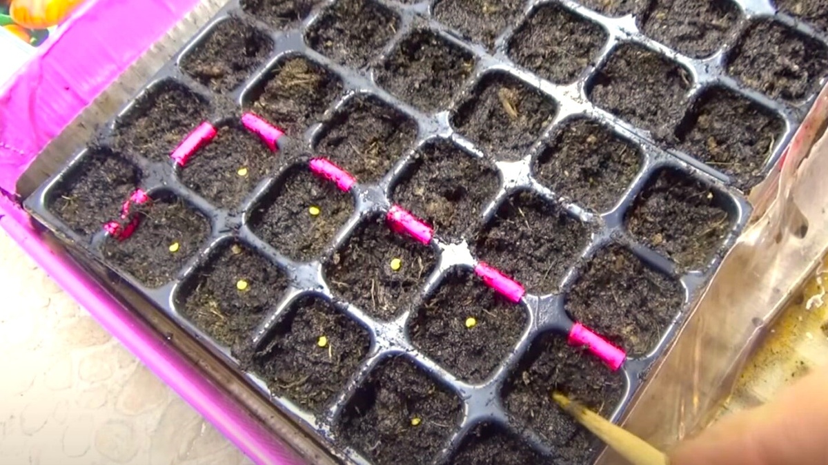 На какую глубину сажать семена баклажан на рассаду