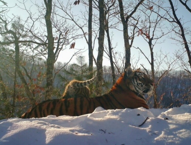 В Хабаровском крае тигрица на время охоты оставила своего детеныша в укромном месте. Однако малыш из любопытства вышел на просеку, где его спугнул лесовоз. Тигренок убежал и потерялся в густом лесу.