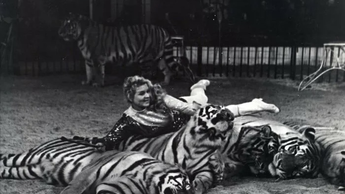 Маргарита Назарова с тиграми