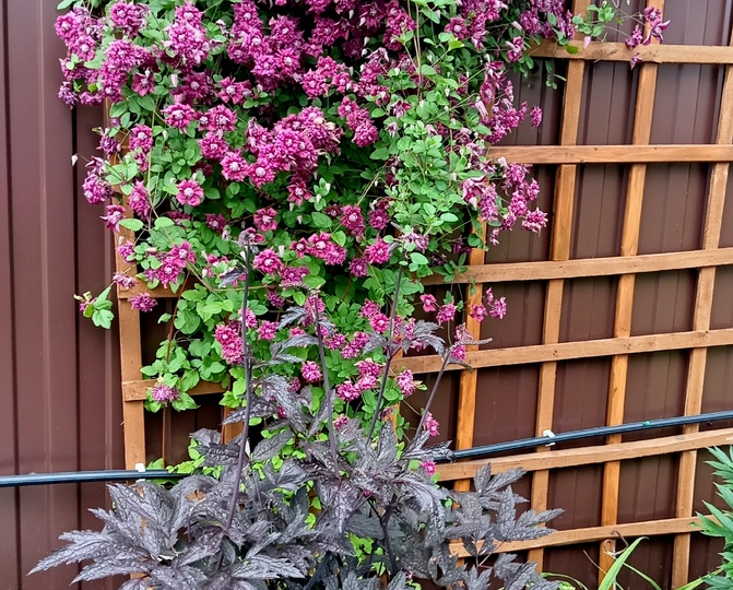 Еще про  клематисы - не все гладко в цветочном королевстве