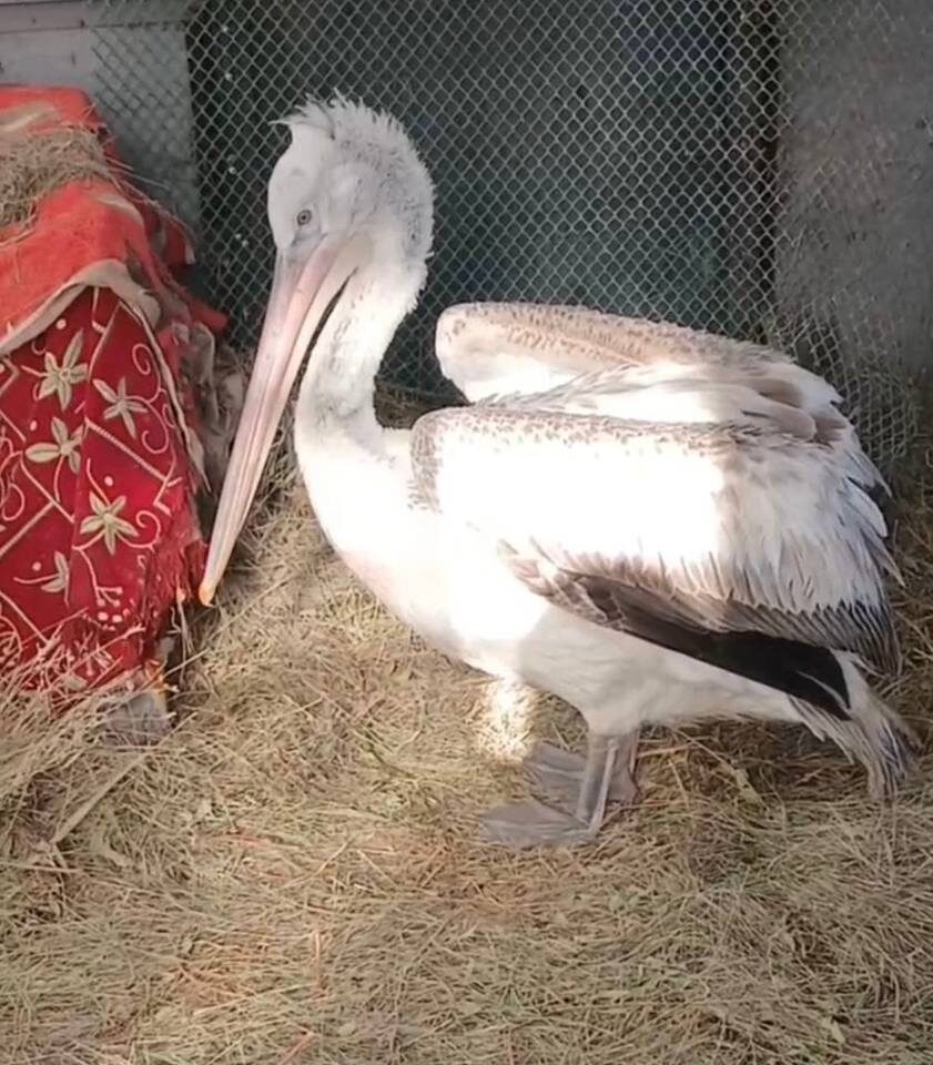    Фото: Росприроднадзор