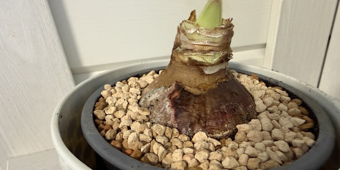 Как посадить Амариллис