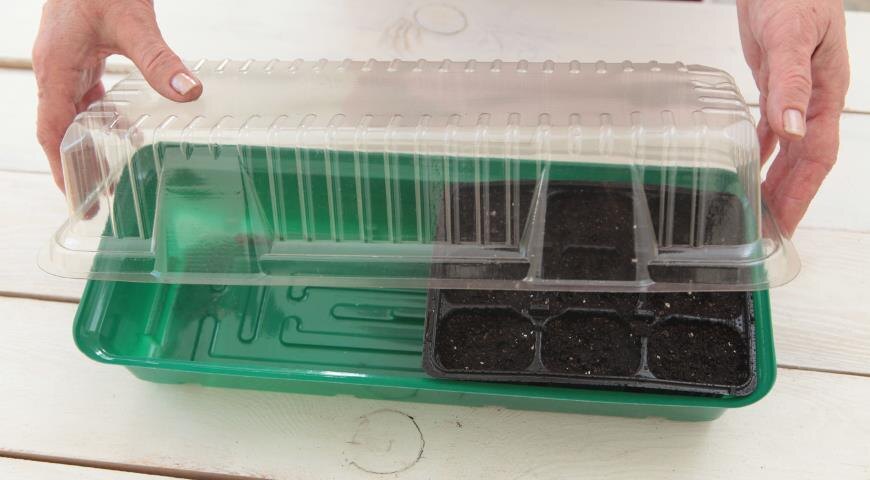 Как прорастить семена баклажана дома без теплички