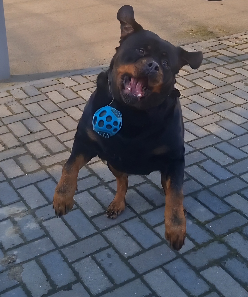 Ловит мячик!