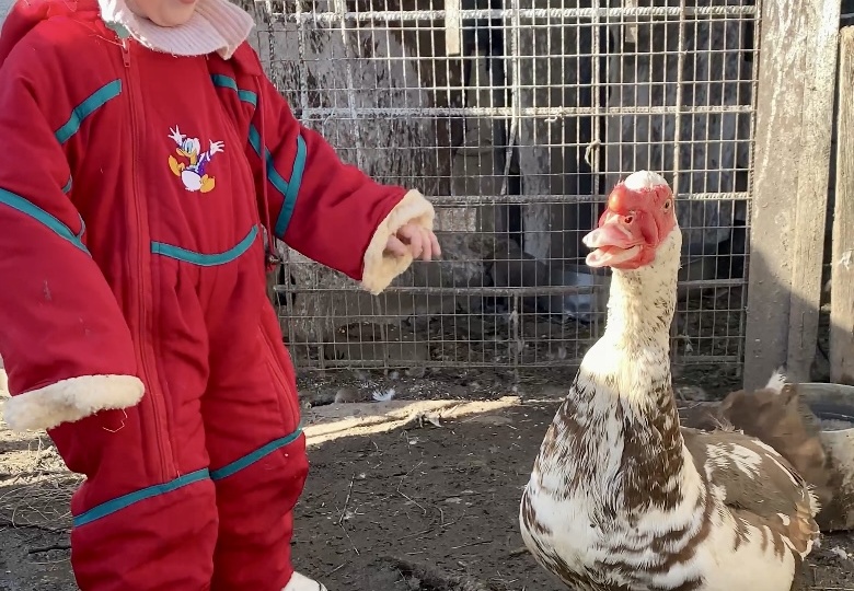 ЛУЧШИЕ УТКИ ДЛЯ РАЗВЕДЕНИЯ. Топ интересных фактов об индоутках