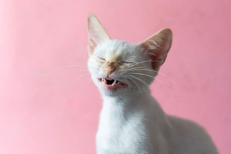 источник фото: https://www.catster.com/wp-content/uploads/2023/11/a-kitten-sneezing-in-pink-background_Gaby-Vieira_Shutterstock.jpg