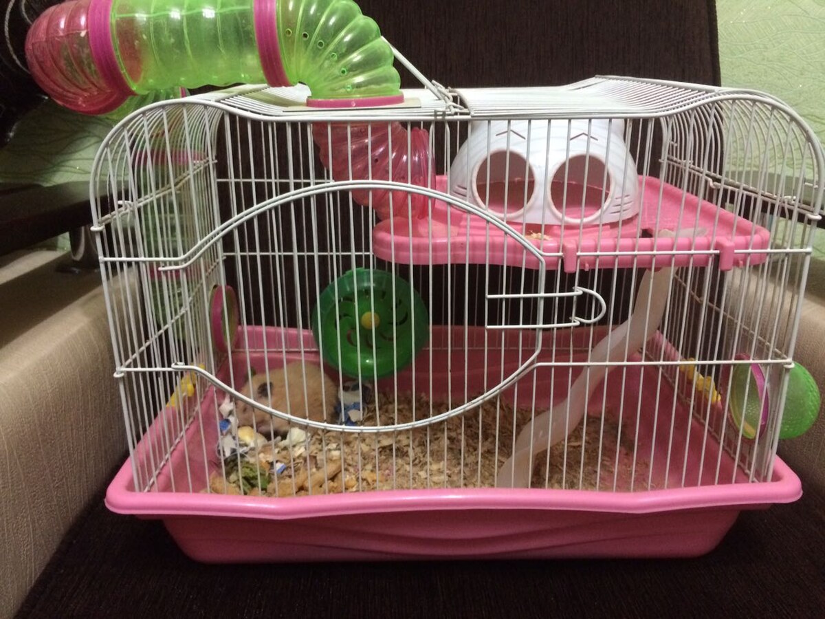 Маленькая по площади поддона клетка, колесо очень маленькое (по данному фото прекрасно видно что оно не подходит сирийскому хомячку), не подходящий домик (бедный хомячок даже самостоятельно свил гнездо в другом месте), наличие пластиковых тоннелей.