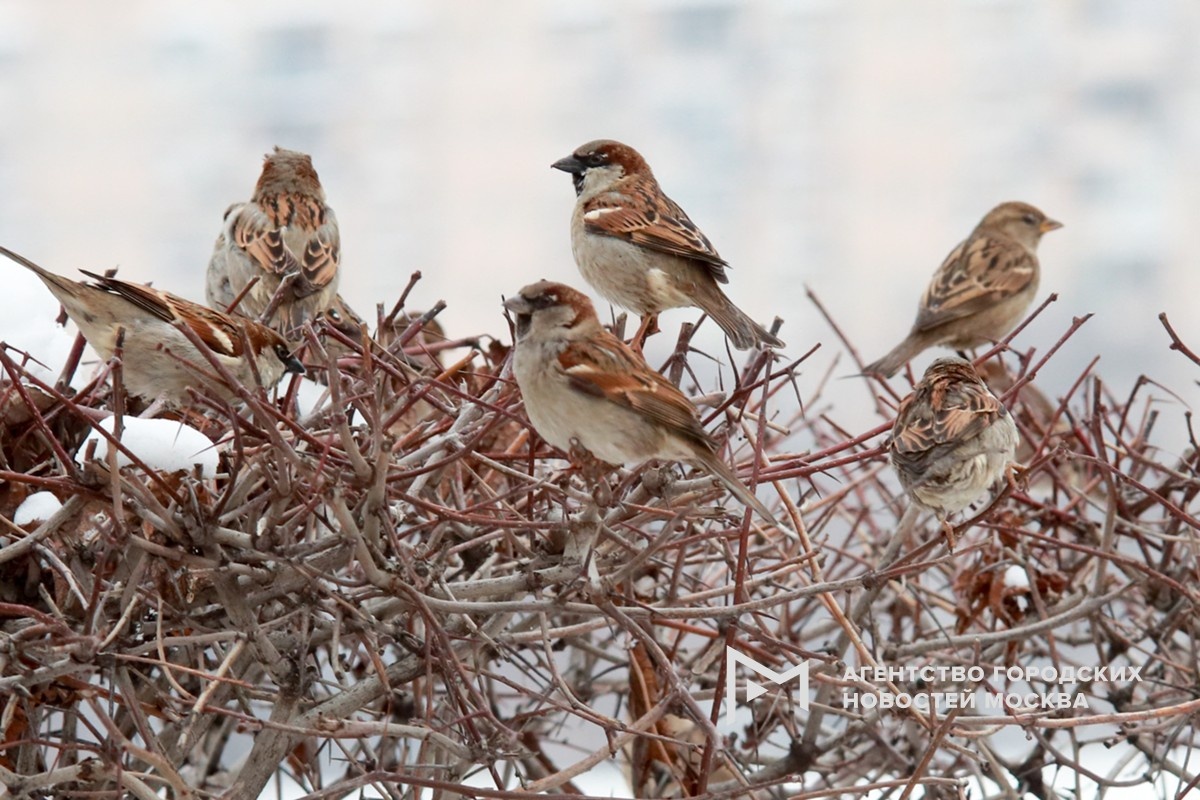 Фотограф: Василий Кузьмичёнок