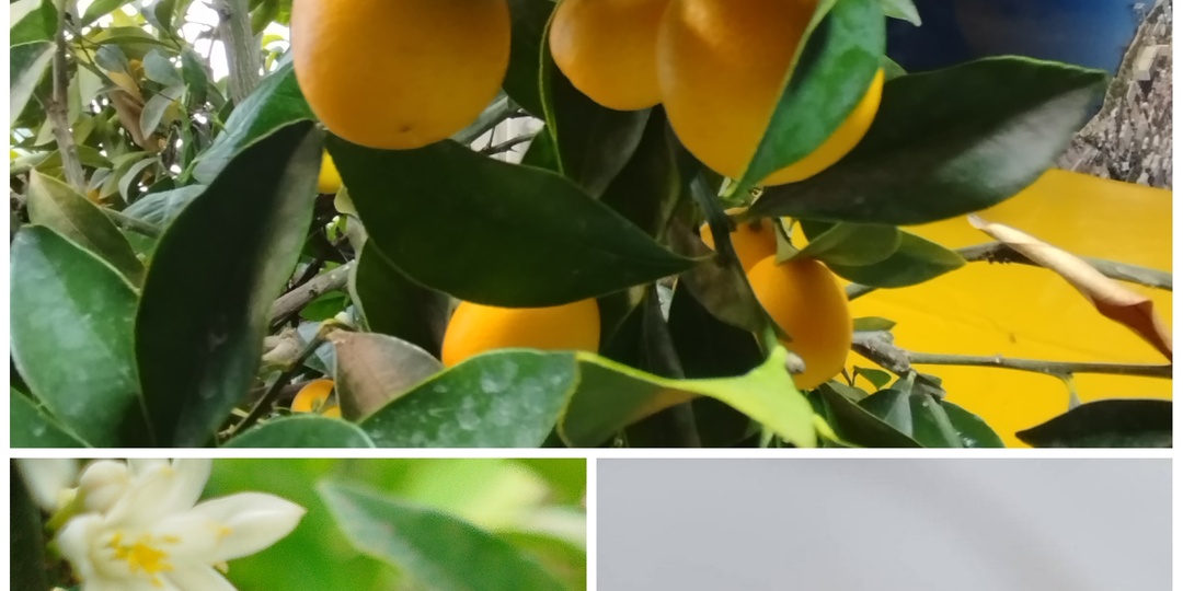 Мои сорта цитрусовых растений для домашнего выращивания. Кумкваты. Лаймкваты.Часть 4