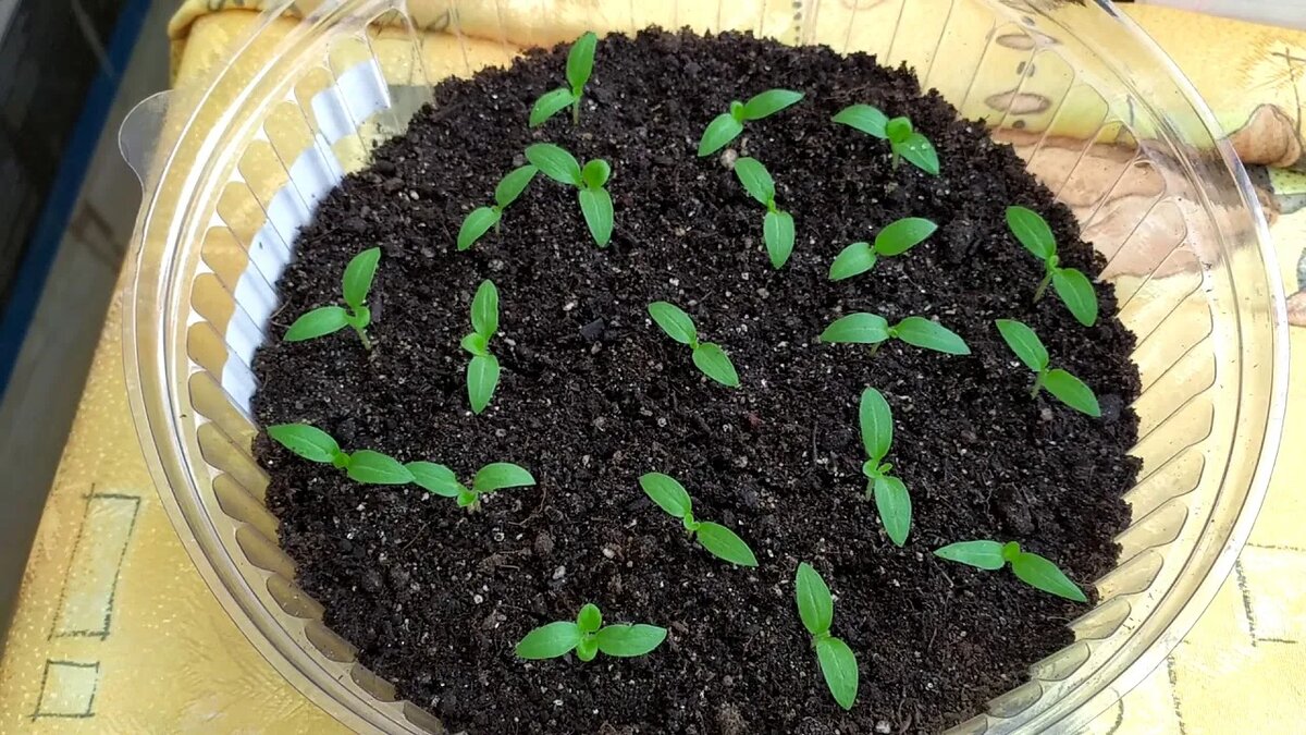 Через сколько дней всходят семена баклажан после посева