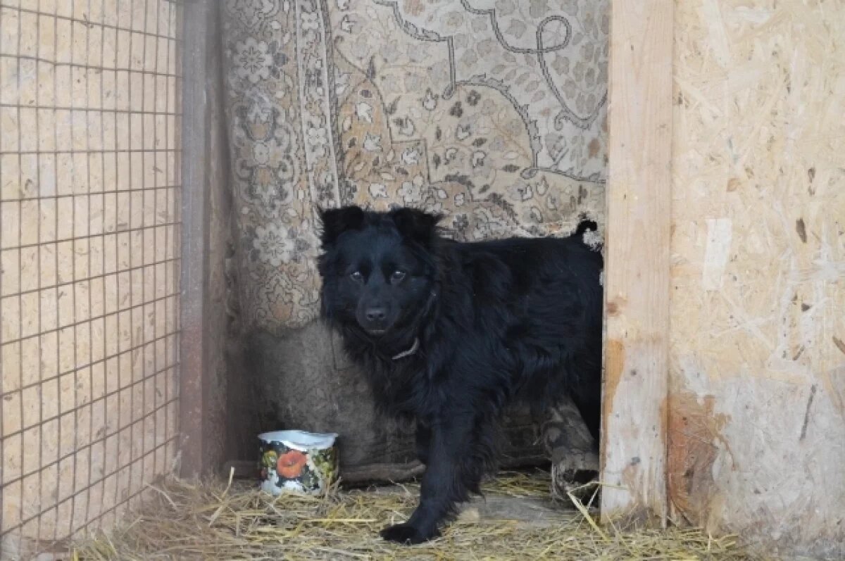    Бастрыкин поручил завершить расследование дела о нападении собак в Ачинске