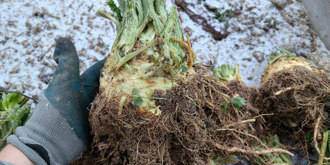 Чудесные сельдереи. Скоро посевная!