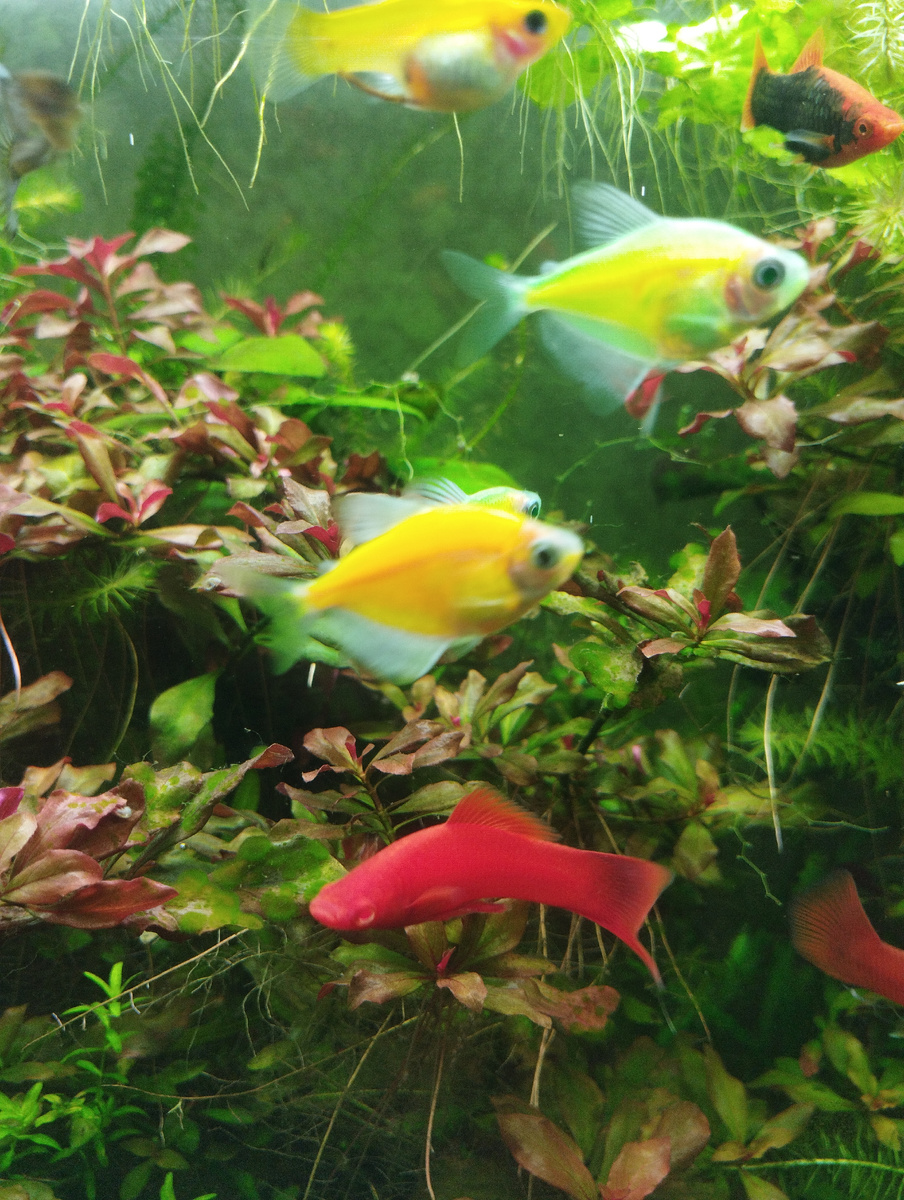 Яркие рыбки наполняют энергией. Вот и меченосец попал в кадр :)