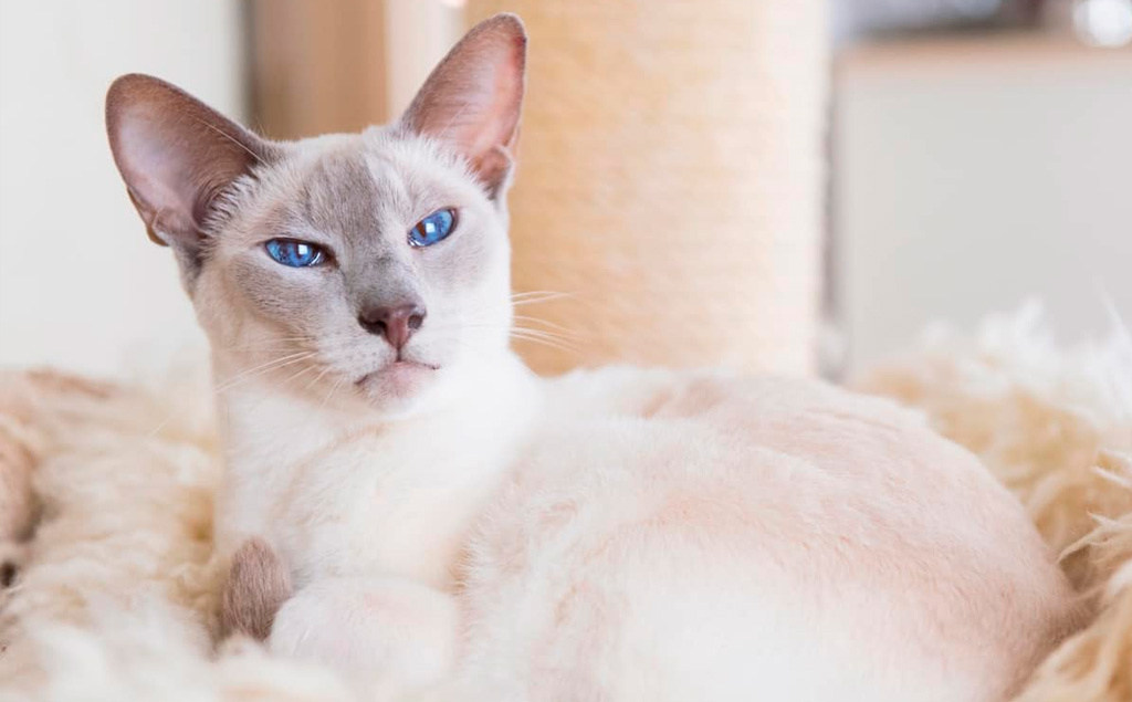 Сиамские кошки: изящество, интеллект и их секреты здоровья — как продлить жизнь аристократу дома