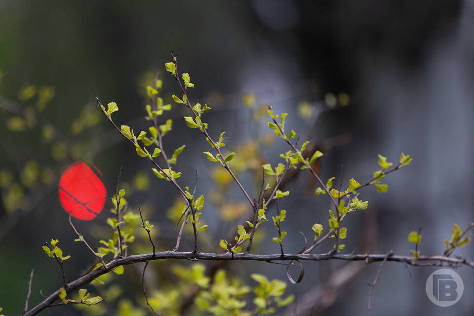   фото: Данил Савченко / "Городские вести"
