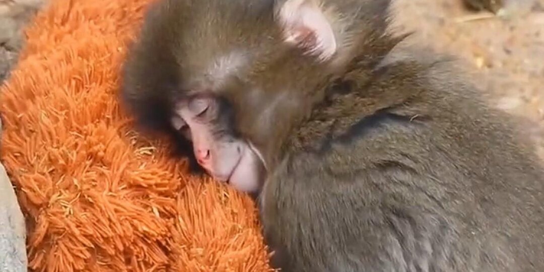 Брошенный детеныш макаки, обнимающий плюшевую игрушку вместо мамы, стал звездой соцсетей