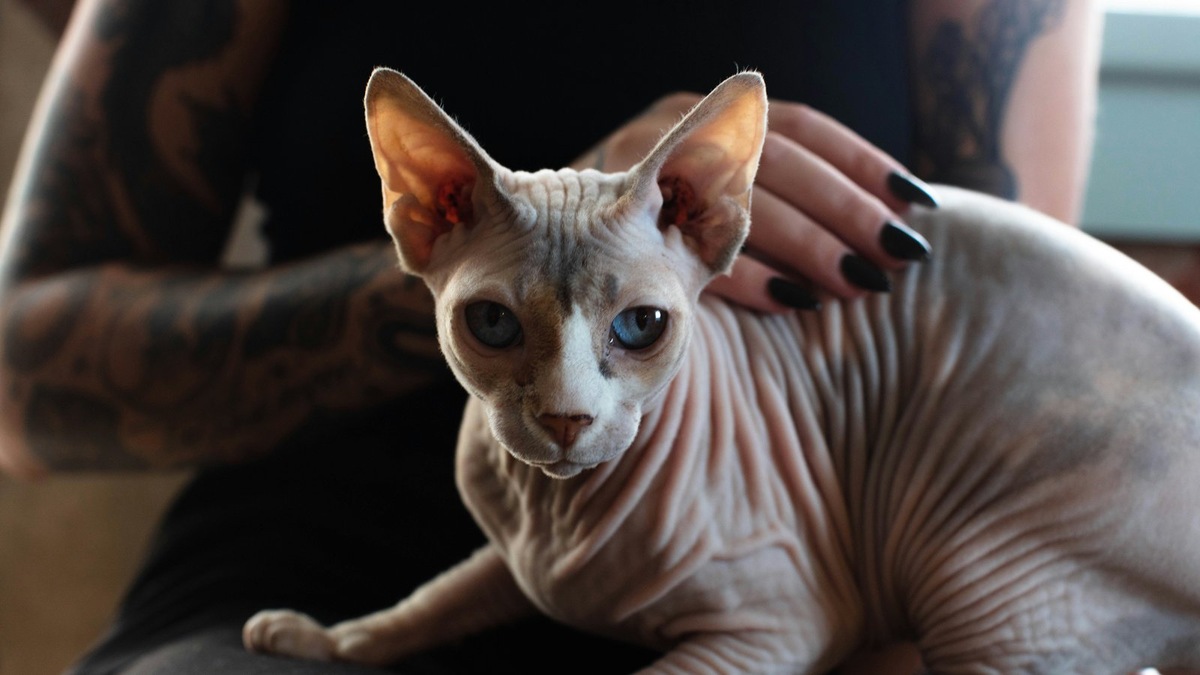    Имя для сфинкса должно отражать внешность и характер питомца