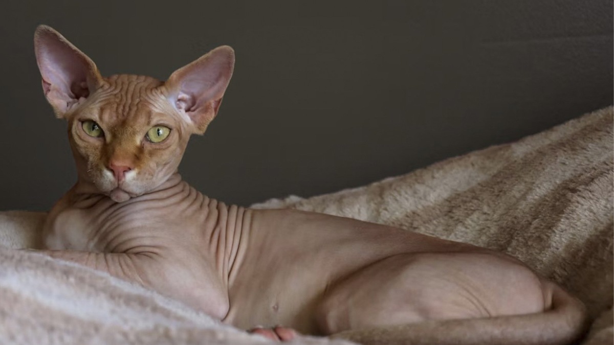    Для сфинксов-девочек существует множество подходящих имен