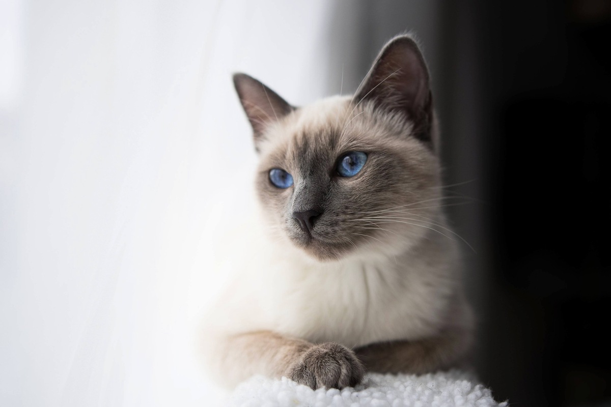 Тайская кошка — восточная загадка в доме: раскрываем секреты характера, здоровья и правильного питания