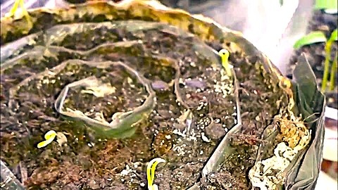 не всходят семена баклажан