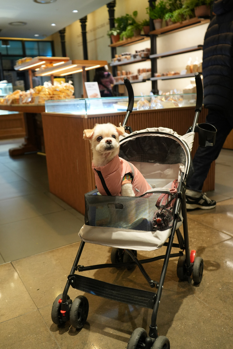 вместо детей в Корее заводят собак