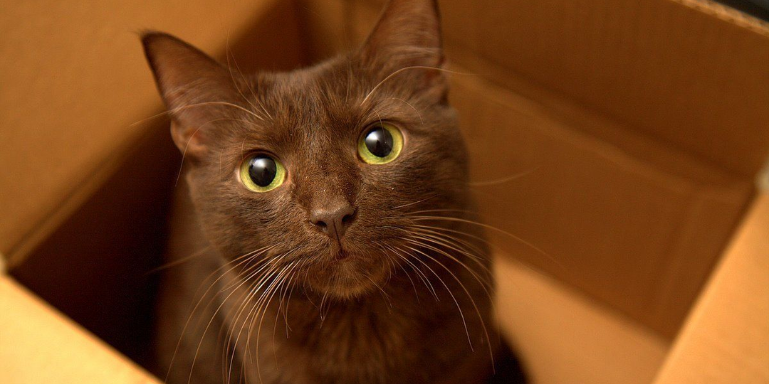 🐱 Таурин для кошек: почему он крайне важен для здоровья и где его брать