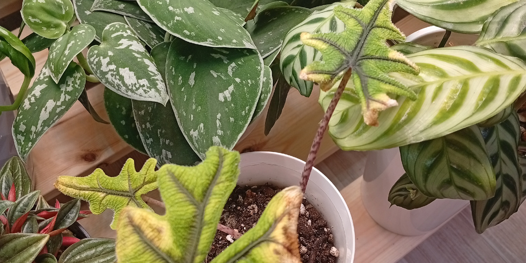 Алоказия Жаклин: первые сражения со «своенравной дамой»