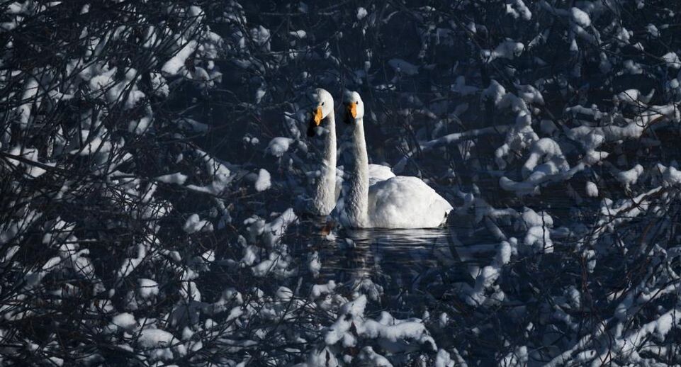    РИА «Новости»