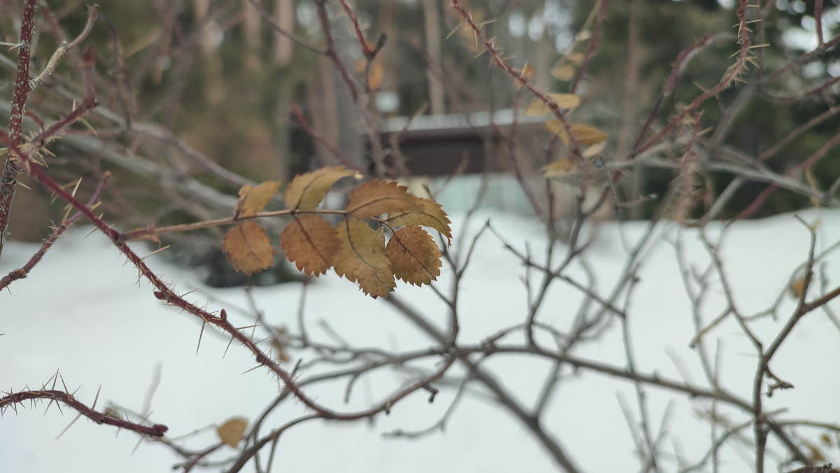 Кусочек осени в зиме