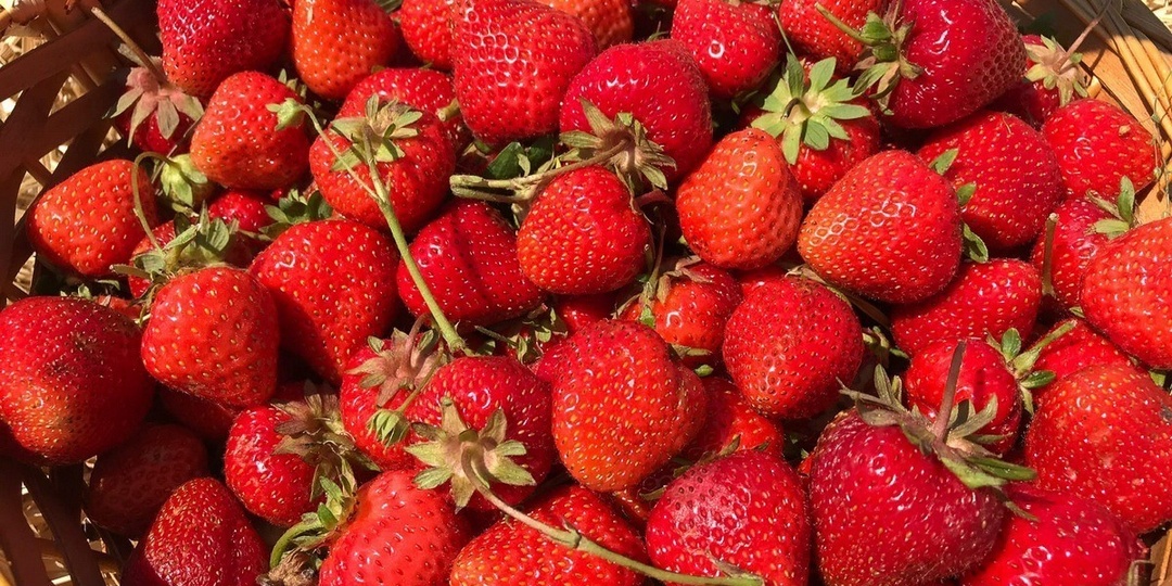 В Тамбовском округе выращивают садовую землянику по советской технологии