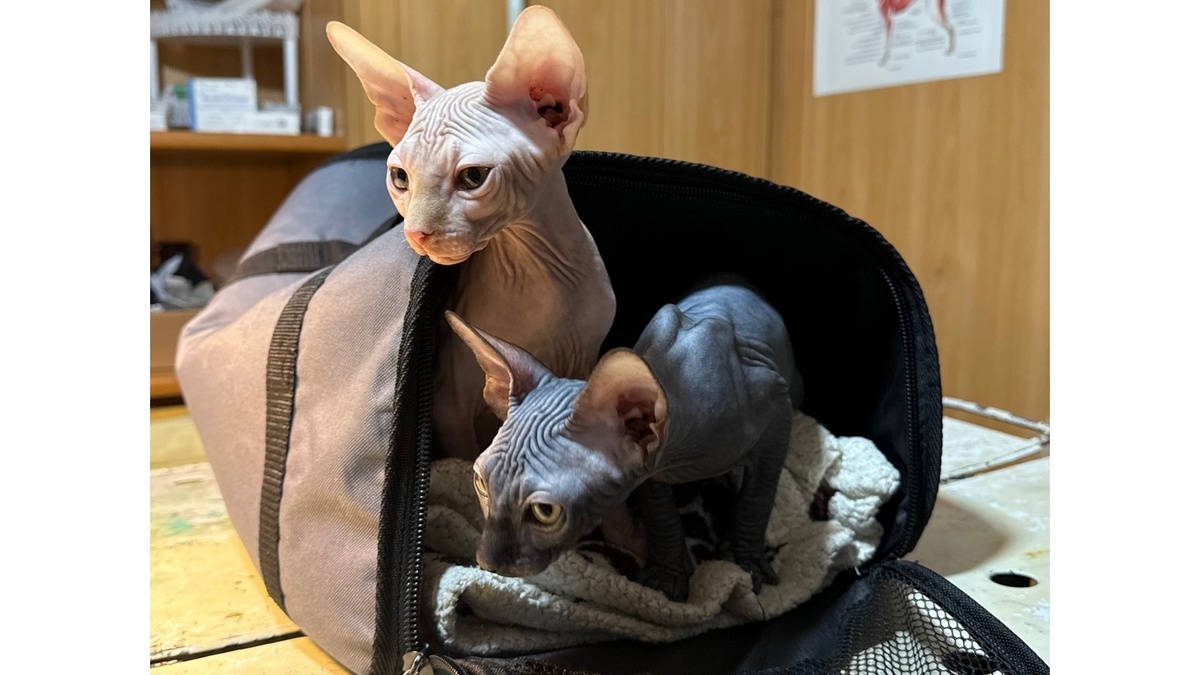 Фото Сапожковской райветстанции