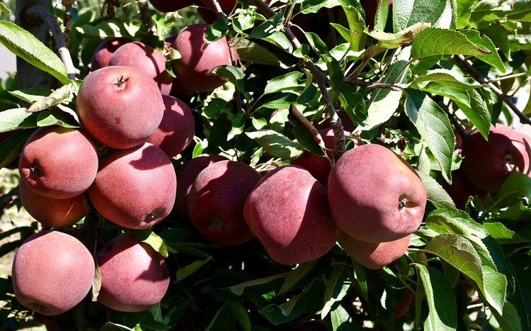    Фото: Минсельхоз КБР