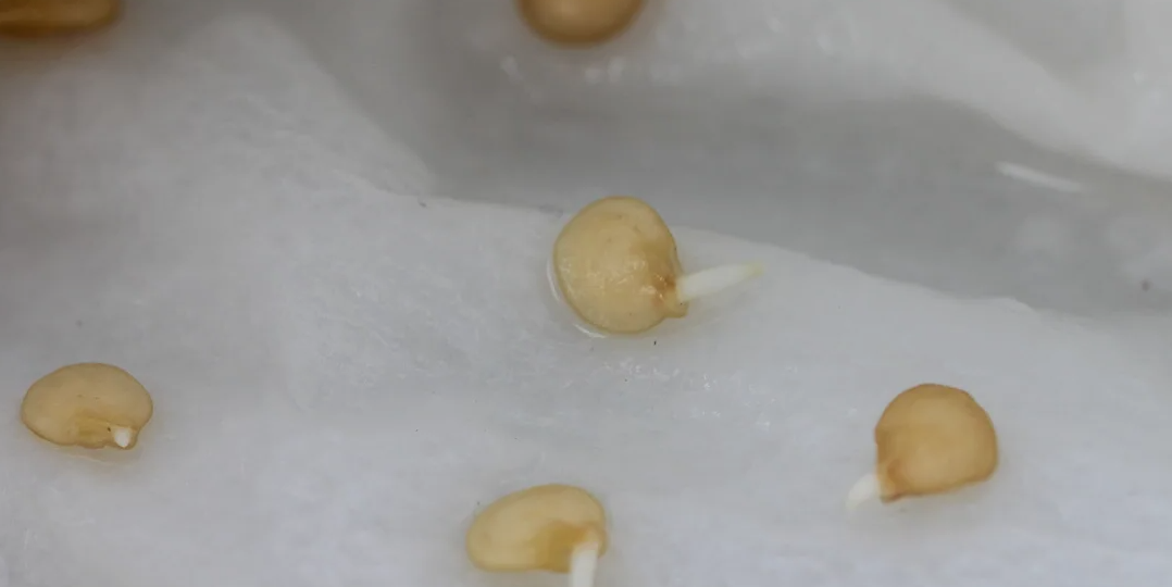 Тестирую 4 метода проращивания семян перца. Один дал всходы за 12 часов