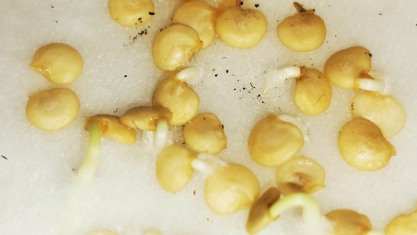 Метод контрастных температур - всходы через сутки