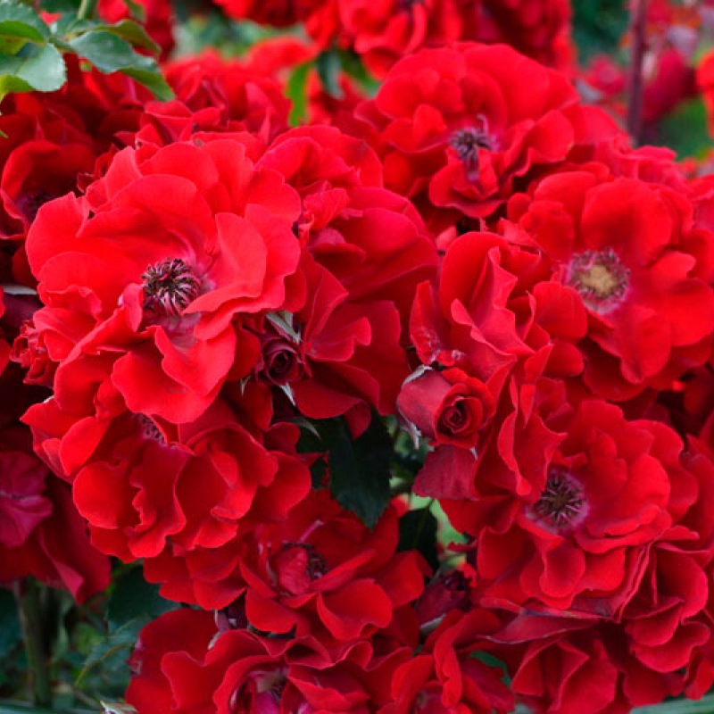 Лепестки очень красивой волнистой формы, а когда показывает серединку, она темненькая, похожа на глазок с ресничками, что создает очень красивый 