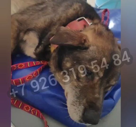 Старенький Граф никому не нужен😩, помогите🙏🏻