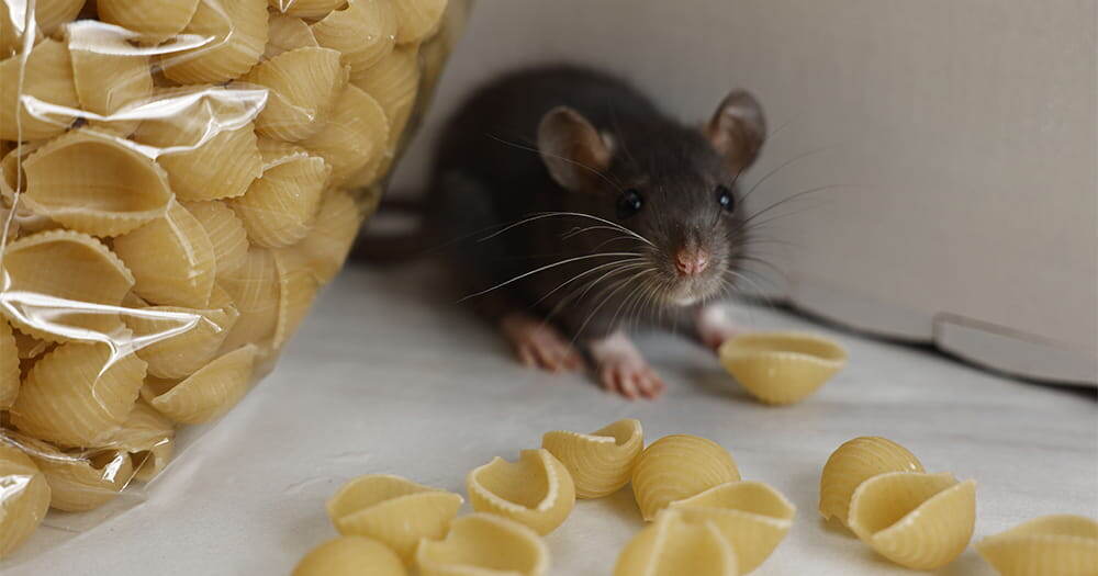 Как эффективно избавиться от мышей в доме