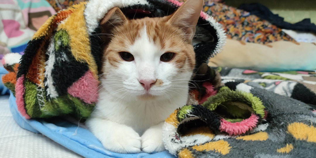 Доброе утро от котиков - какое оно? Разнобразное, бодрящее и забавное)